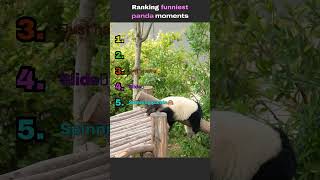 Ranking Funniest Panda Moments