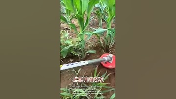 Weed control in cornfield: using rotary hoe to remove weeds from corn plants for crop maintenance