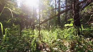 POV: you are walking in the forest | ASMR | birds | relaxation | SLEEP
