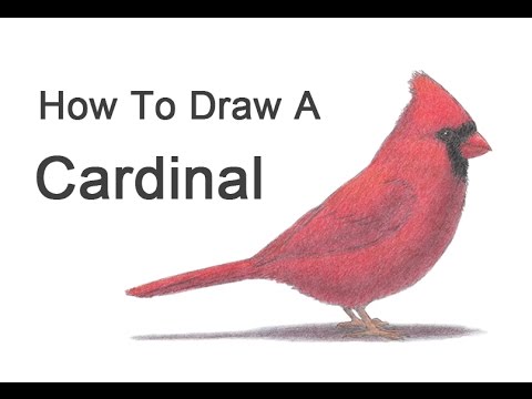 How to Draw a Cardinal - YouTube