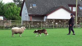 Astra Dale working a single sheep.m2ts