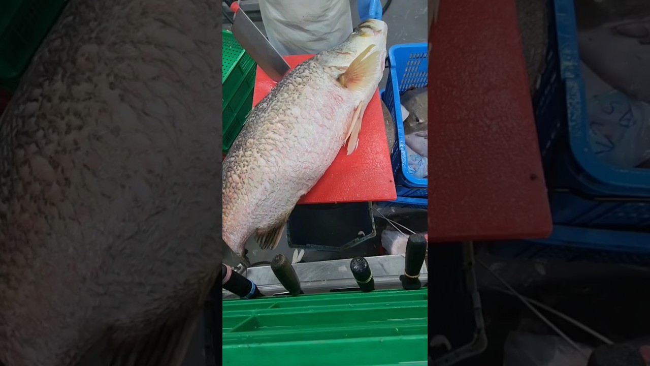 How to Fillet a Big Barramundi fish 