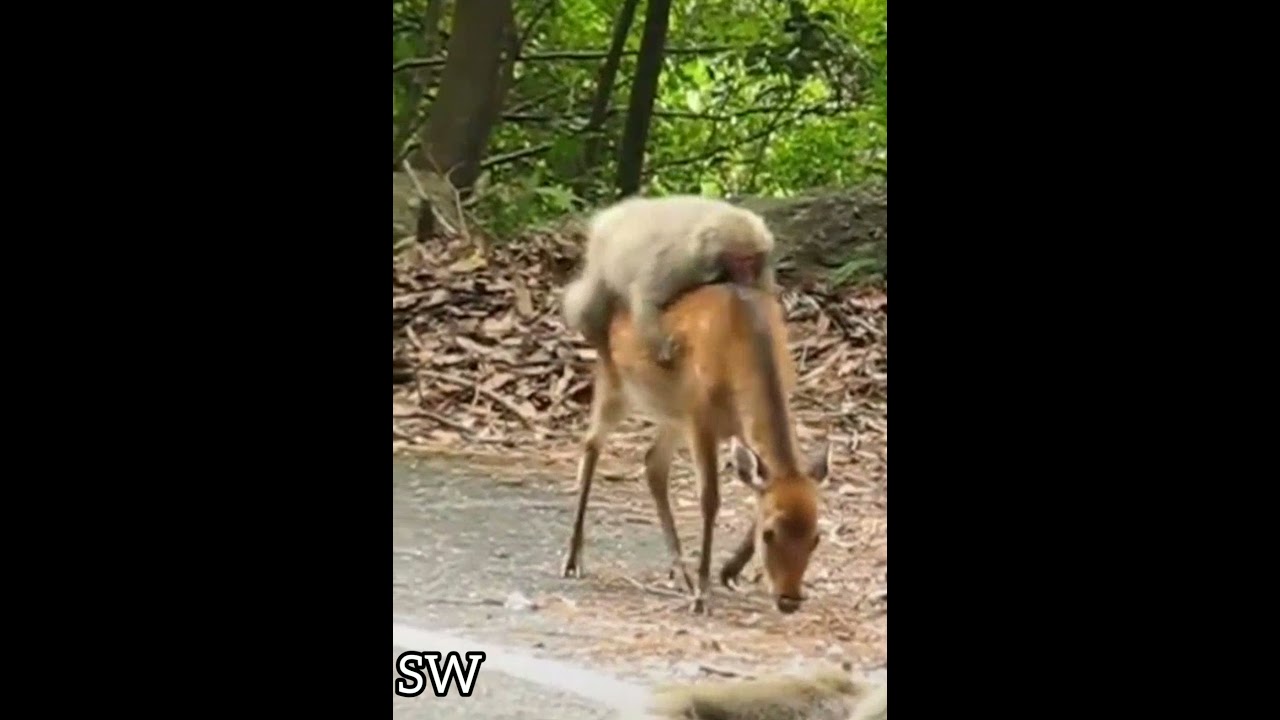 Monkey ride a deer (funny moment)