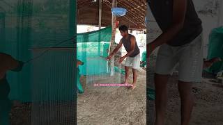 2MONTHS PERUVIDAI CHICKS BROODING METHOD,GMS PERUVIDAI CHICKS FARMS,SALEM🏡996561694 #pollachi #chick