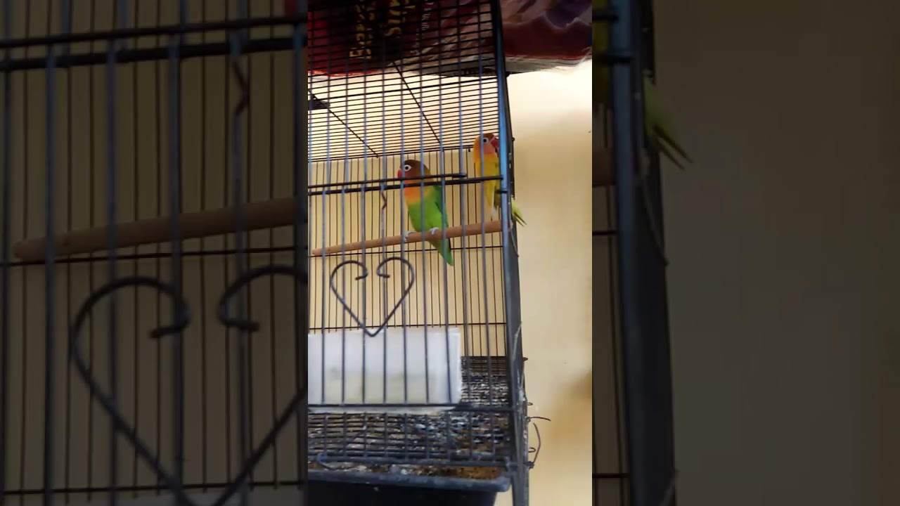Burung Love Bird warna-warni 