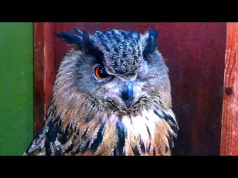 Футаж Филин. Птица Филин. Видео с Филином. Футажи для видеомонтажа. Видеофутажи