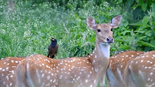 Jungle safari | wildlife safari | animals in forest | animals live | chitwan national park