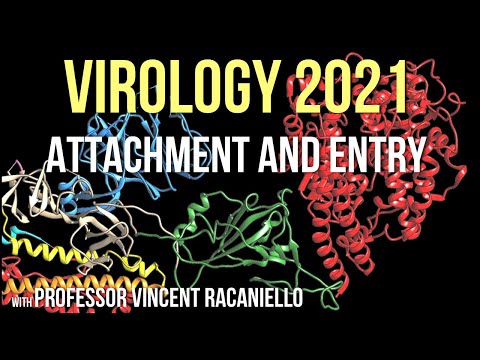 Virology Lectures 2021 #5 - Attachment and entry