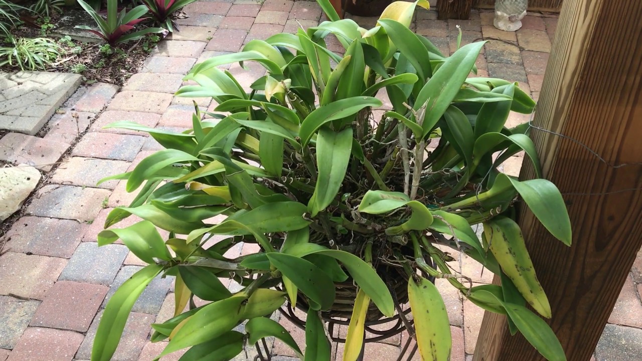 Miss Orchid's Garden May29 2020 – Growing large orchid plants 