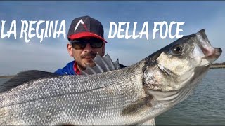 PESCA alla SPIGOLA a SPINNING in FOCE 