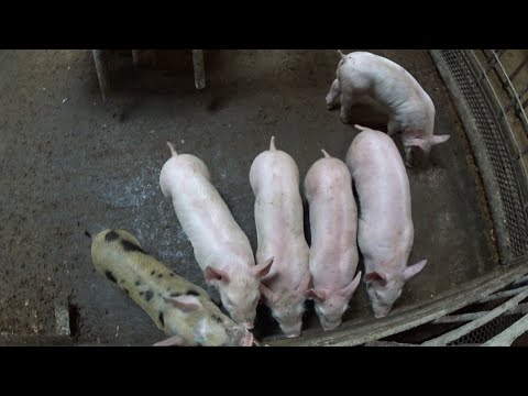 ‼️Перевожу откорм 🐷на