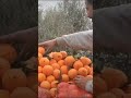 ناس بني ملال زوينين ناس بني ملال زوينين