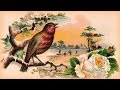 1 час - Несравненное Пение Соловья / Nightingale Summer Singing