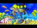 The ocean 4k  sea animals for relaxation beau poisson de rcif corallien 4k vido ultra