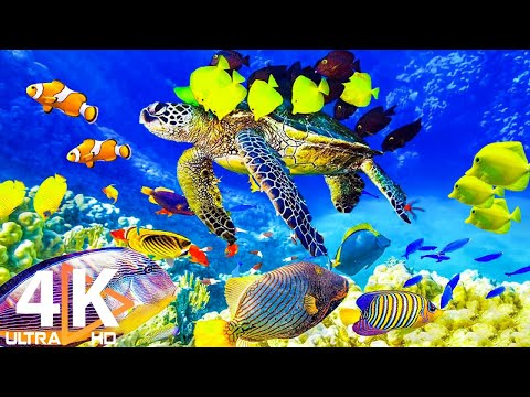 The Ocean 4K - Sea Animals for Relaxation, Beautiful Coral Reef Fish in Aquarium (4K Video Ultra HD)