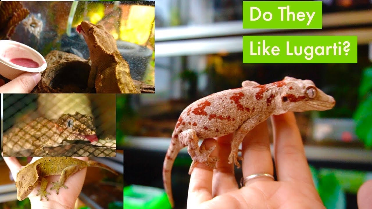 Feeding My Geckos A New Food From Lugarti!