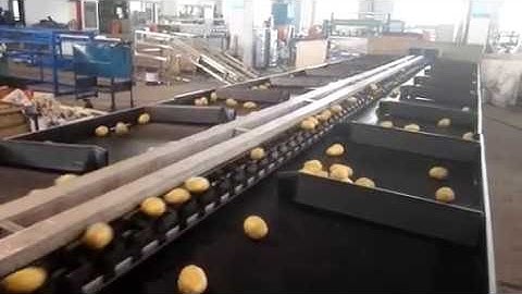 double line potato and other fruit sorting and grading machine