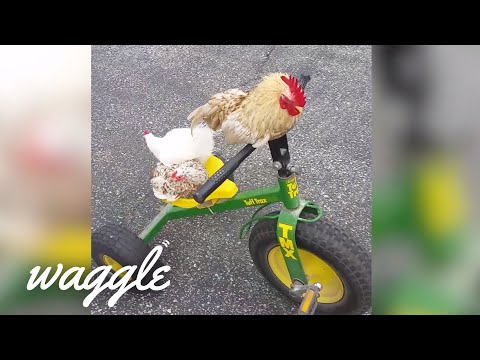 Not different Video