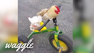 Cheeky Chickens | Try Not to Laugh Challenge