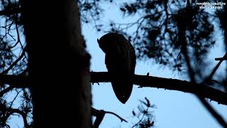 Ушастая сова. Гнездование в Москве 2019. (Long-eared owl, Asio otus . Nesting in Moscow)