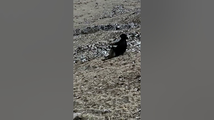 💥高原雪豹猎捕小牦牛 Plateau snow leopards hunting yaks #animal 【跟着图尔去旅行】