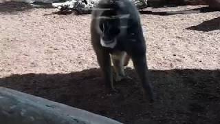 babuinos en el bioparc enseñando quien manda y apareandose.
