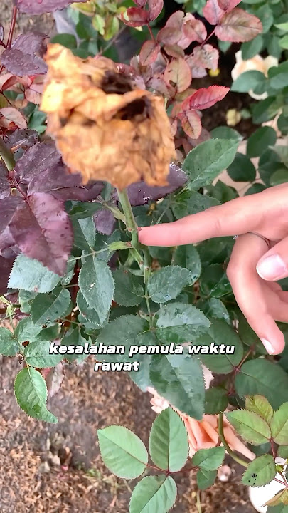 Kesalahan rawat bunga mawar yang dilakuin pemula #tips #rose #care #flowers #mawar #pemula #berkebun