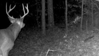 BIG BUCK Game Cam video MOULTRIE M-990i 2of2
