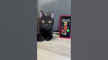 TUNG TUNG TUNG SAHUR is calling me 🙀 #funny #cat #funnycats #shorts #horror #tungtungtungsahur