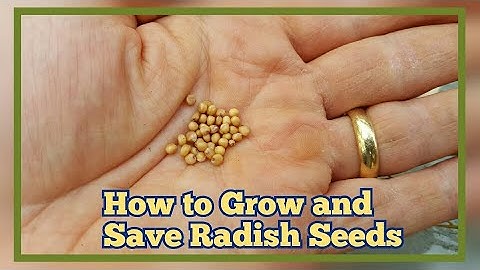 How to Grow and Save Radish Seeds