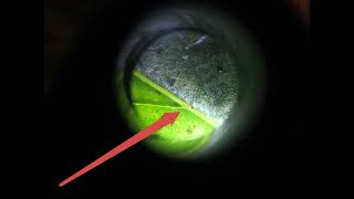 Discovering thrips