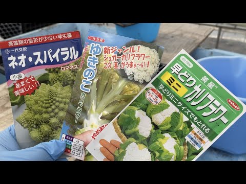 カリフラワー栽培 茎まで美味しいシュガーカリフラワー 21 7 30 Youtube