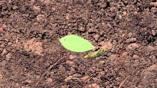 Soil Cam - Decomposition