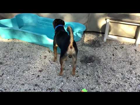 Video: Humane Society Of Tampa Bay Tilbyder Gratis Selskabsdyr Til Regeringsarbejdere