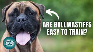 12 Things Only Bullmastiff Dog Owners Understand