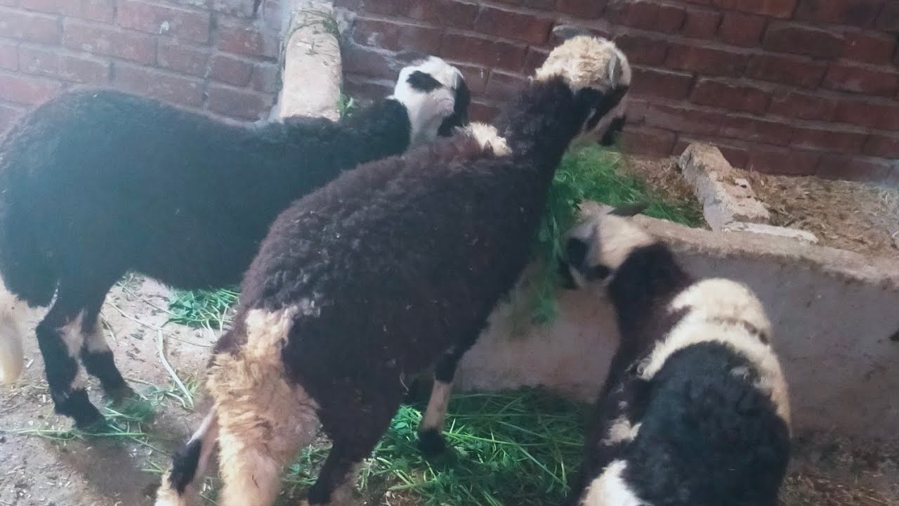 إللي يكسر بخاطره عبد 👌🏻يجبر بخاطره رب العباد 🤲🏻 تعالو شوفو المشروع بتاعي وصل لفين 