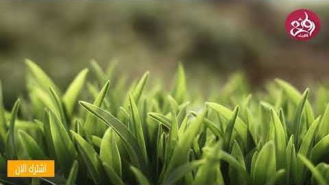 القارئ عبد الرشيد صوفي | صوت جميل جدا