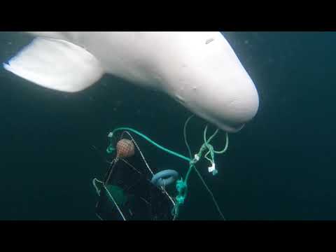 Hvaldimir the beluga spy whale, Up to no good! | OneWhale.org