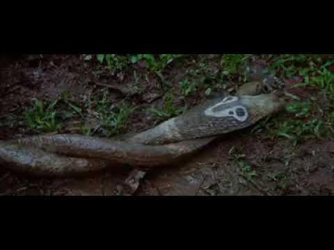 Amazing girl change into snake