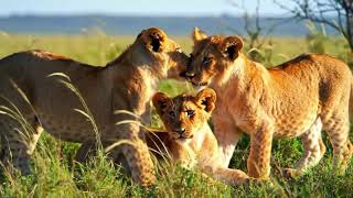 The Greatest Fights in the Animal Kingdom Part 2: Survival of the Fittest Wild Animal Documentary 4K