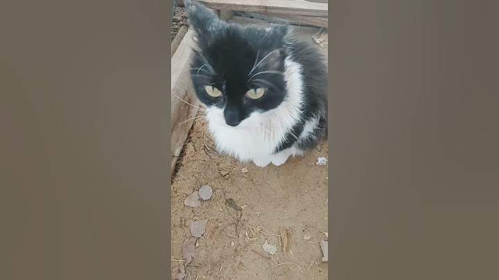 Котик Кузя не грустный кот он просто гуляет в теплице
