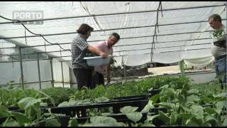 Produtos hortículas em Pinhão Cel, Vila Real (Programa Terra)