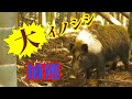 因縁の対決に終止符！大イノシシ捕獲　くくり罠　生け捕り Trapper wildboar