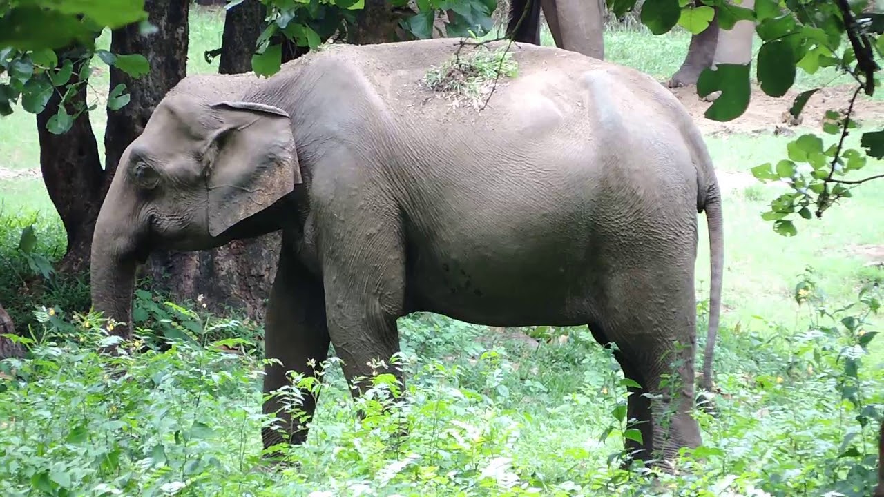 parambikulam topslip tour