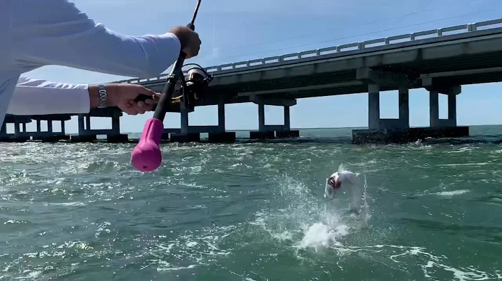 Tarpon Double Hook Up!!