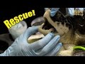Sea Turtle Rescue! | JONATHAN BIRD'S BLUE WORLD