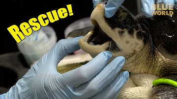 Sea Turtle Rescue! | JONATHAN BIRD