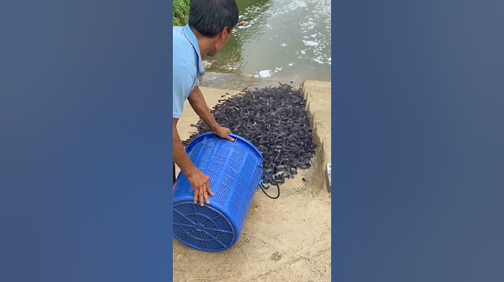MELEPAS RIBUAN IKAN LELE KE SUNGAI GAES 😱😱😱🥳🥳🥳 #ikan #rilisikan
