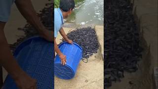 MELEPAS RIBUAN IKAN LELE KE SUNGAI GAES 😱😱😱🥳🥳🥳 #ikan #rilisikan
