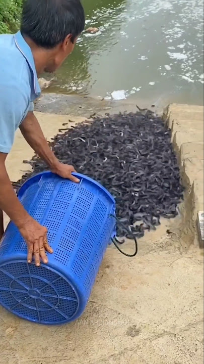 MELEPAS RIBUAN IKAN LELE KE SUNGAI GAES 😱😱😱🥳🥳🥳 #ikan #rilisikan
